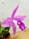 Laelia sincorana (Seidel Бразилия) 